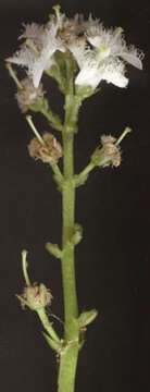 Image of bogbean