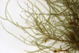 Image of Batrachospermum gelatinosum