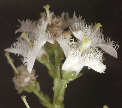 Image of bogbean