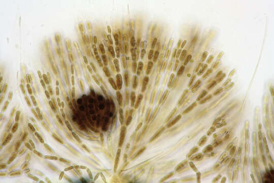 Image of Batrachospermum gelatinosum