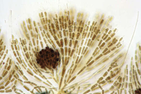 Image of Batrachospermum gelatinosum