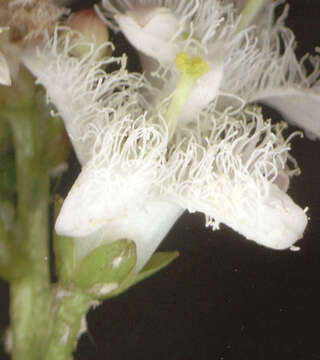 Image of bogbean