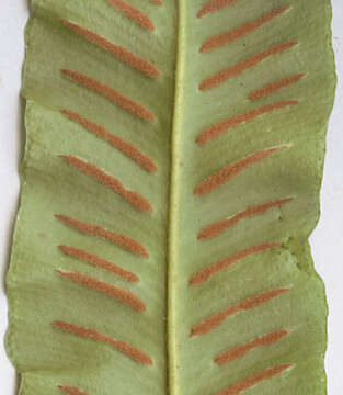 Image of Asplenium scolopendrium subsp. scolopendrium