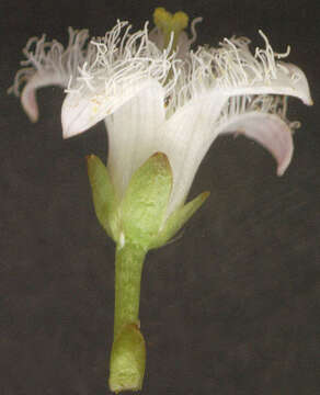 Image of bogbean