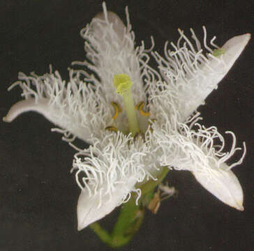 Image of bogbean