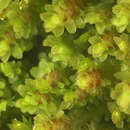Image of Common Fold-leaf Liverwort