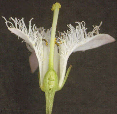 Image of bogbean