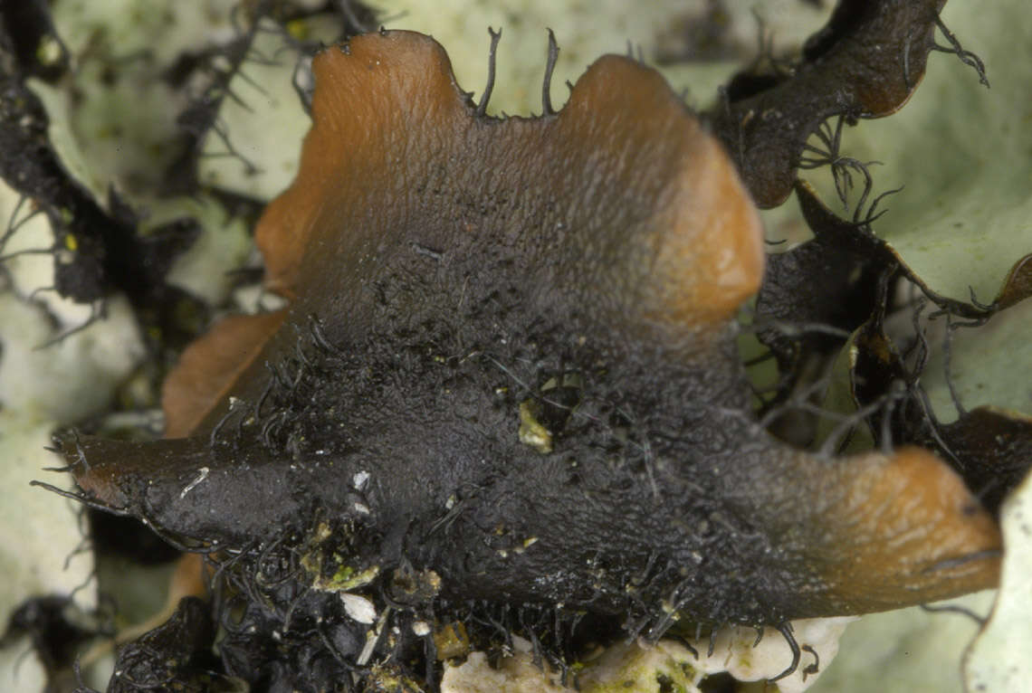 Image of Black stone flower