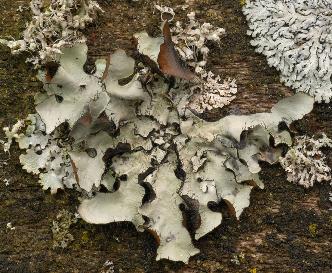 Image of Black stone flower