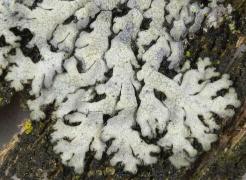 Image of Blue-gray rosette lichen