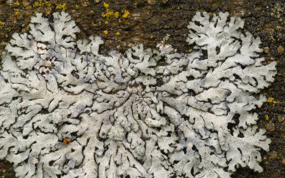 Image of Blue-gray rosette lichen