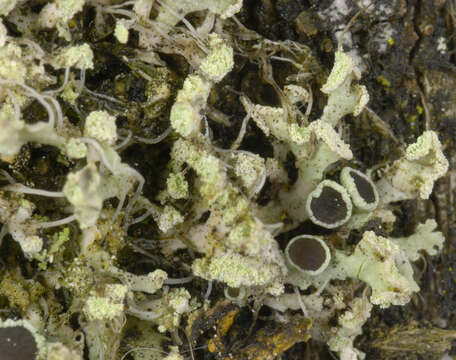 Image of rosette lichen