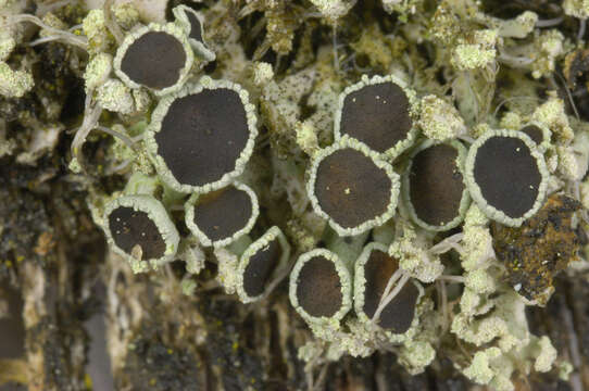 Image of rosette lichen