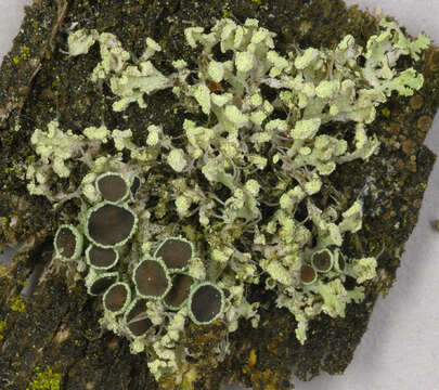 Image of rosette lichen