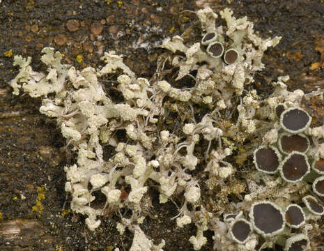 صورة Physcia tenella (Scop.) DC.