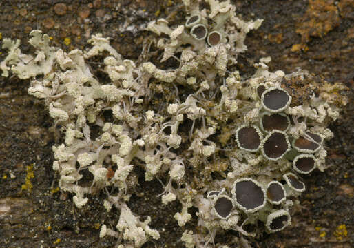 Image of rosette lichen