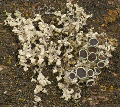 Image of rosette lichen