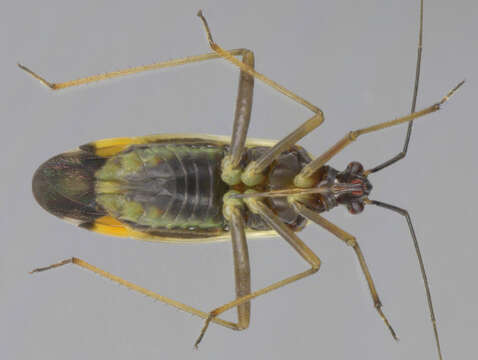 Image of Grypocoris stysi (Wagner 1968)