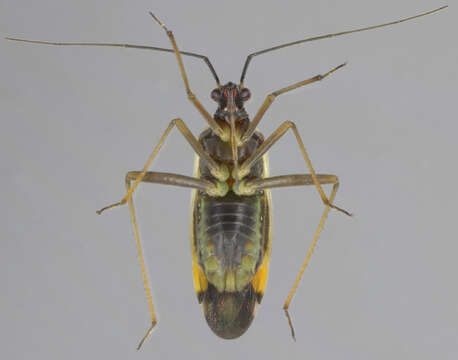 Image of Grypocoris stysi (Wagner 1968)