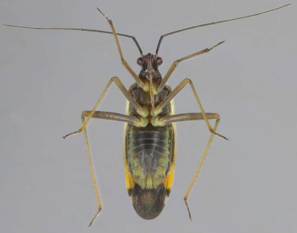 Image of Grypocoris stysi (Wagner 1968)