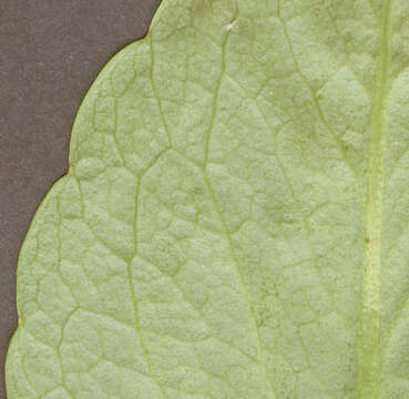 Image of bogbean