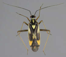 Image of Grypocoris stysi (Wagner 1968)