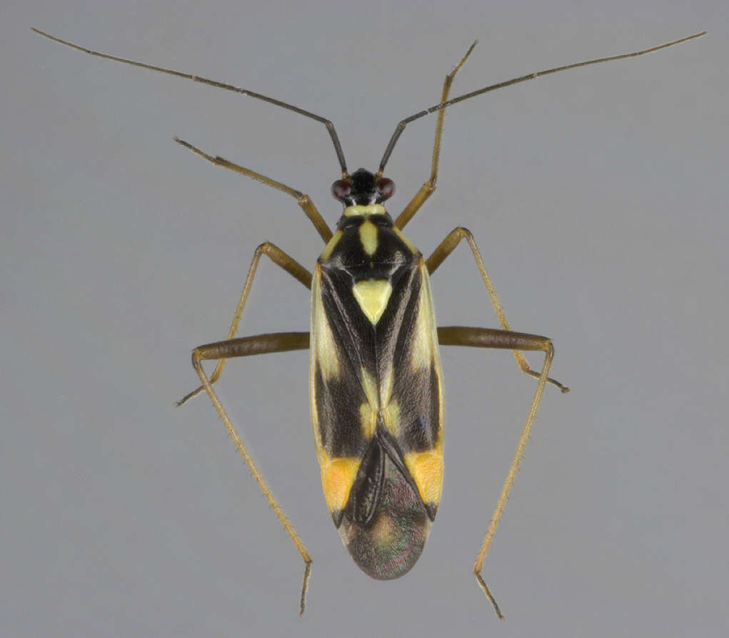 Image of Grypocoris stysi (Wagner 1968)