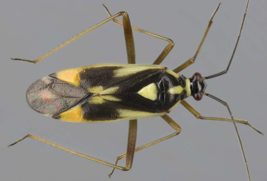 Image of Grypocoris stysi (Wagner 1968)