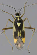 Image of Grypocoris stysi (Wagner 1968)