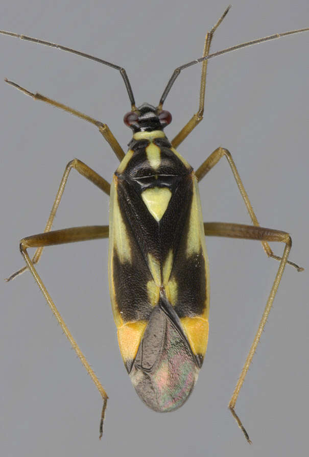 Image of Grypocoris stysi (Wagner 1968)