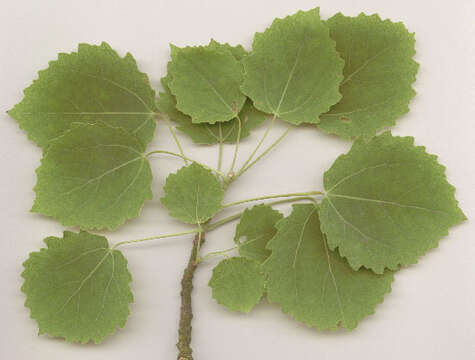 Image of Common Aspen