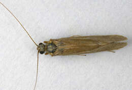 Image of Trichoptera