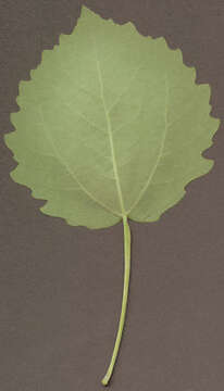 Image of Common Aspen