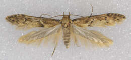 Image of Lepidoptera