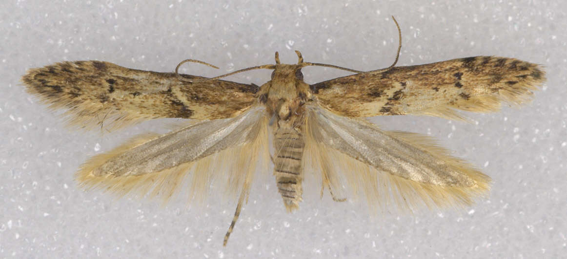 Image of Lepidoptera