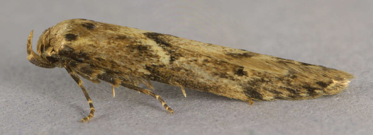 Image of Lepidoptera