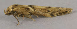 Image of Lepidoptera