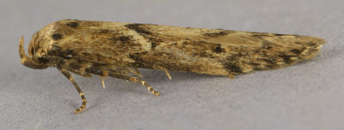 Image of Lepidoptera
