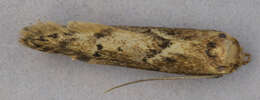 Image of Lepidoptera
