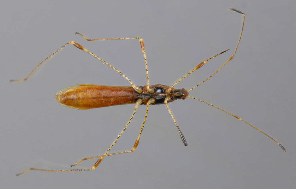 Image of Hemiptera