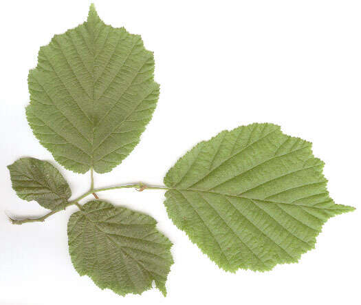 Image of Cobnut