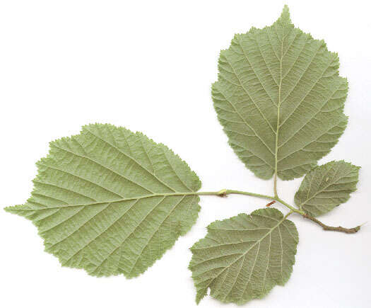 Image of Cobnut