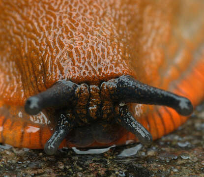 Arion rufus (Linnaeus 1758) resmi