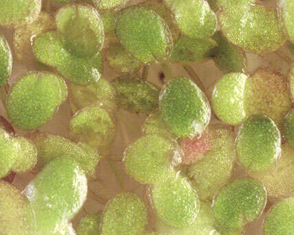 Image of least duckweed