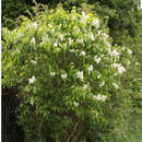 Image of Common Lilac