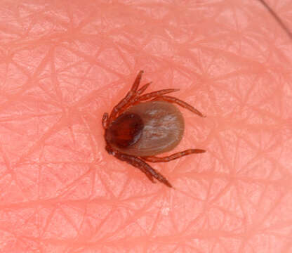 Image of Ixodes ricinus (Linnaeus 1758)