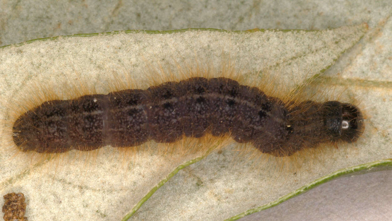 Image of dotted chestnut