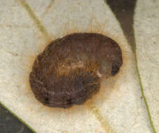 Image of dotted chestnut