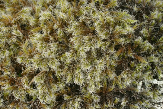 Image of racomitrium moss