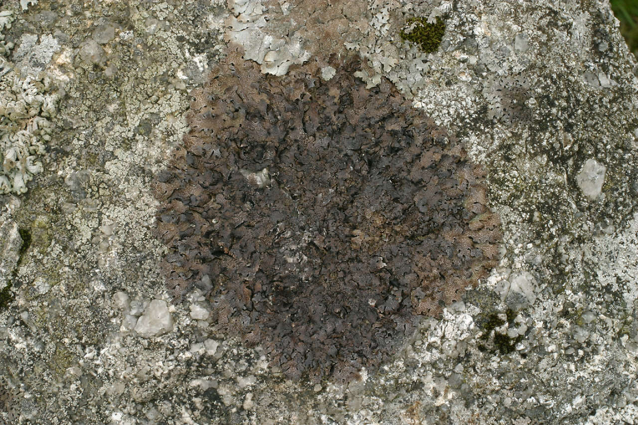 Слика од Parmelia omphalodes (L.) Ach.